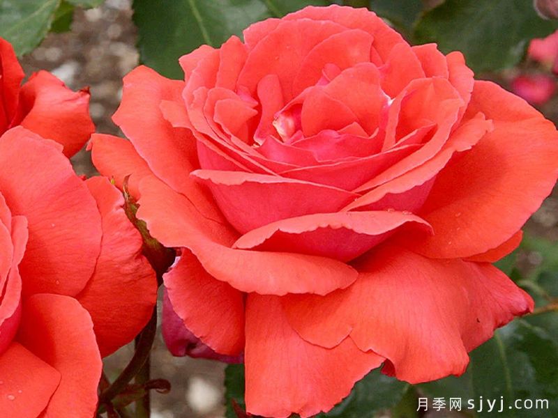 香云月季Fragrant Cloud(图1)