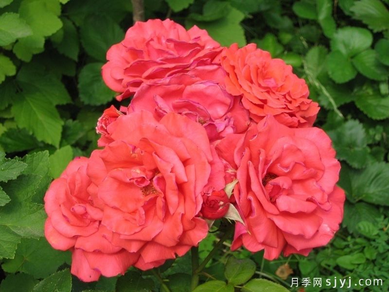 香云月季Fragrant Cloud(图4)