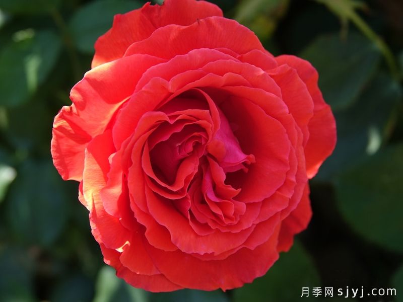 香云月季Fragrant Cloud(图5)
