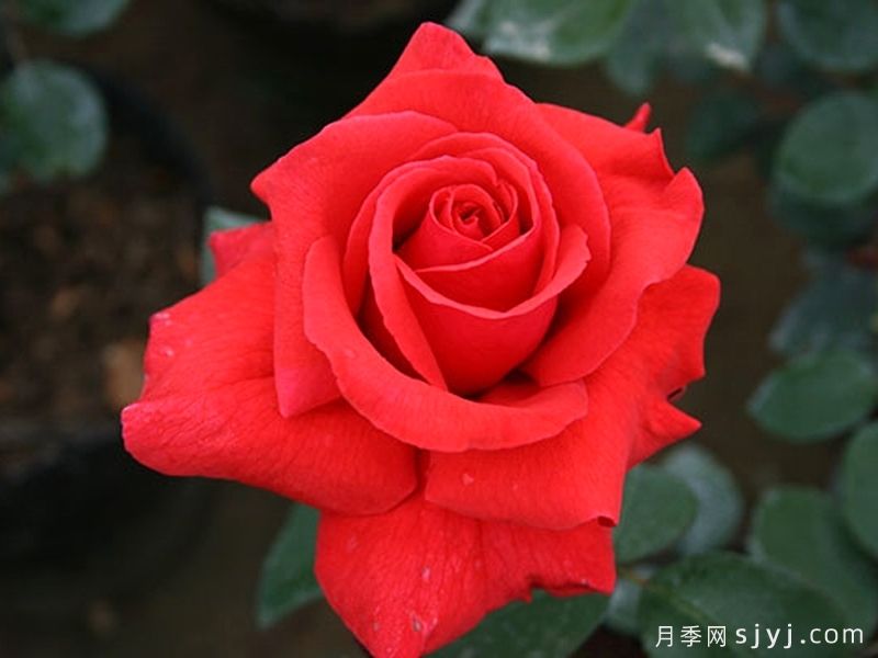 香云月季Fragrant Cloud(图6)