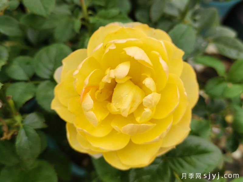 黄果汁月季/黄色果汁阳台/柠檬果汁(图2)