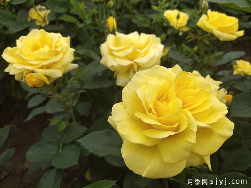 分享10种大花月季品种，开花鲜艳，香味清新(图8)