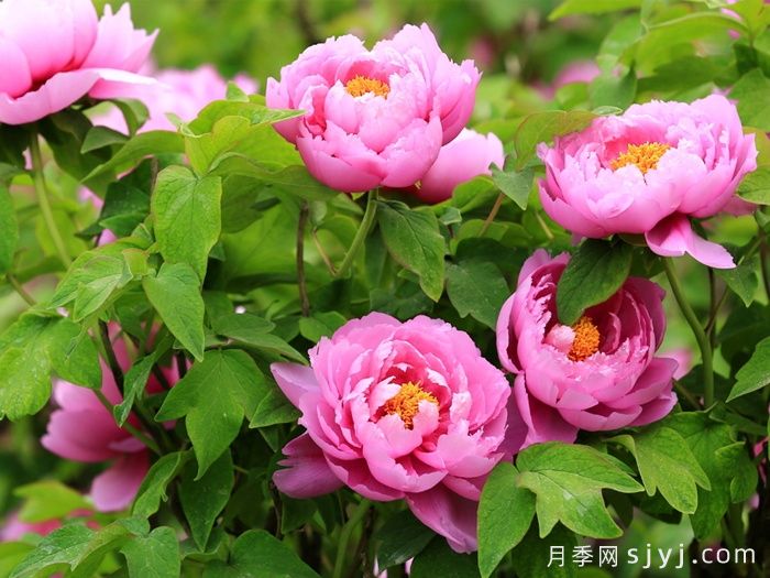 牡丹有哪些常见虫害？要如何防治呢？(图1)