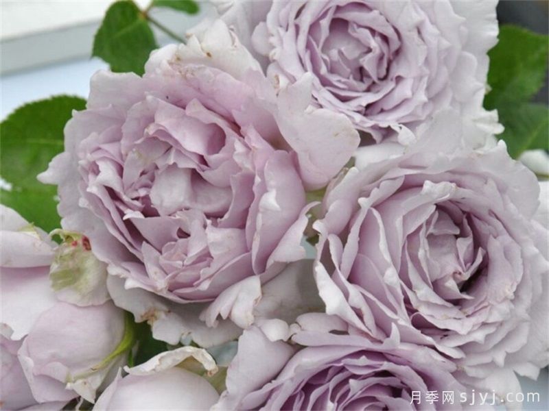 推荐20种少刺月季品种，不仅好打理还开花美(图6)