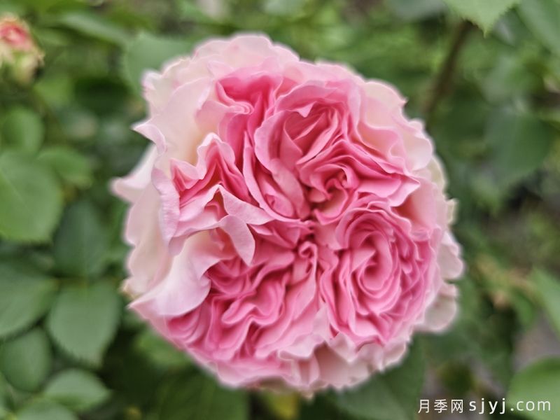 推荐20种少刺月季品种，不仅好打理还开花美(图2)