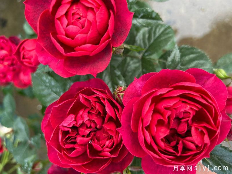 法拉利果汁月季/樱桃果汁月季(图3)
