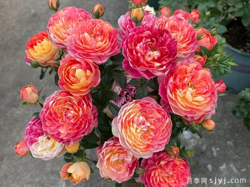 果汁飞溅月季(图3)