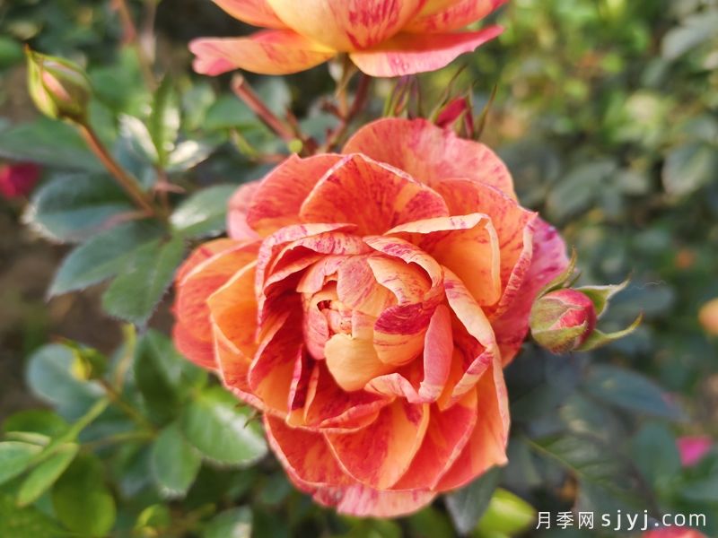 果汁飞溅月季(图1)