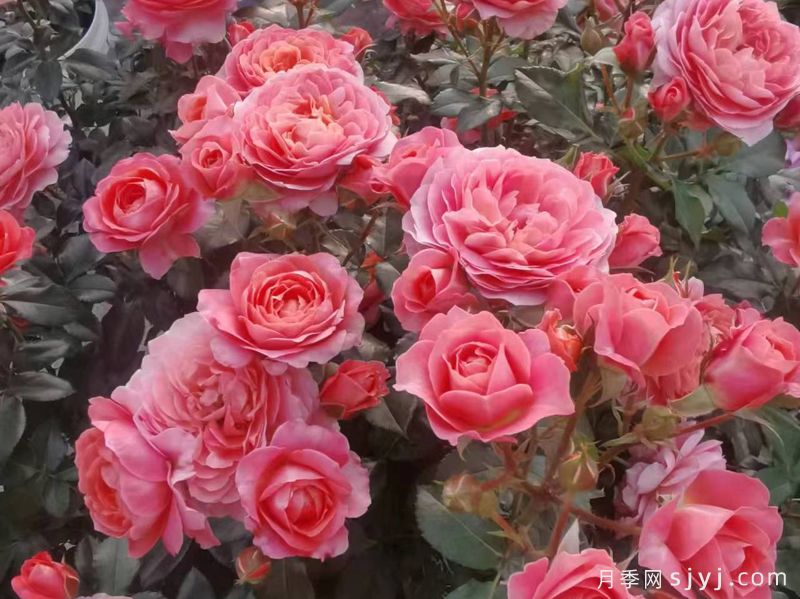 芳香王阳台月季/香香公主/蜜桃果汁Fragrance King Terrazza(图2)