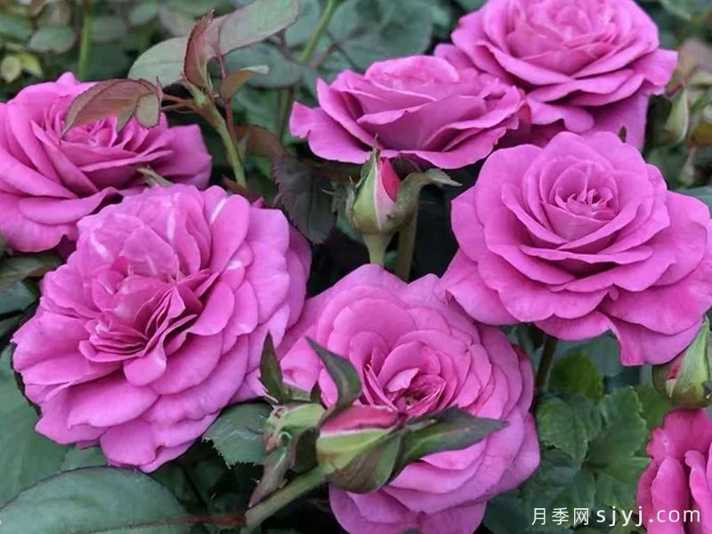 冥王星阳台月季Pluto King Terrazza(图6)