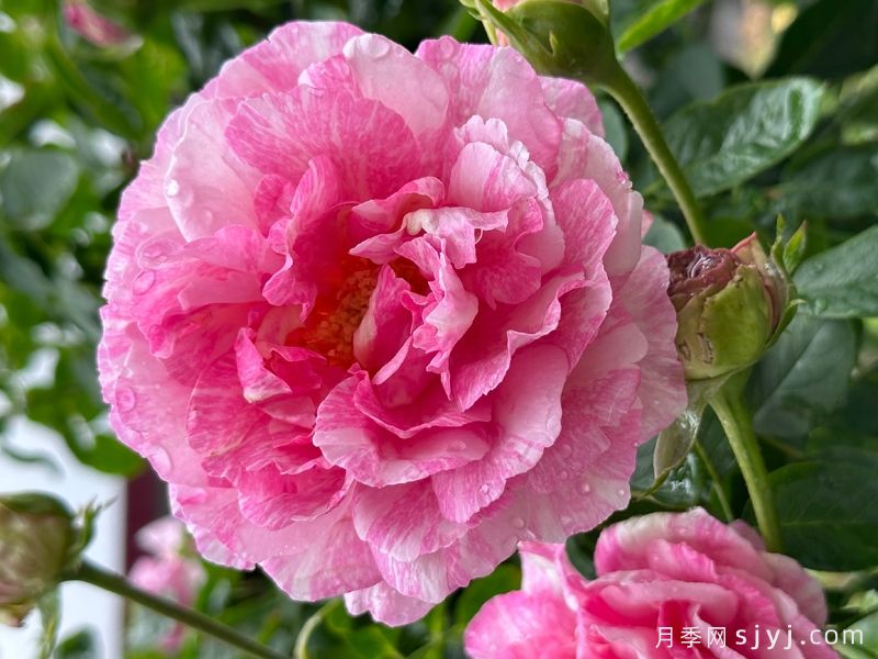 伊芙飞溅月季Yve Splash(图2)