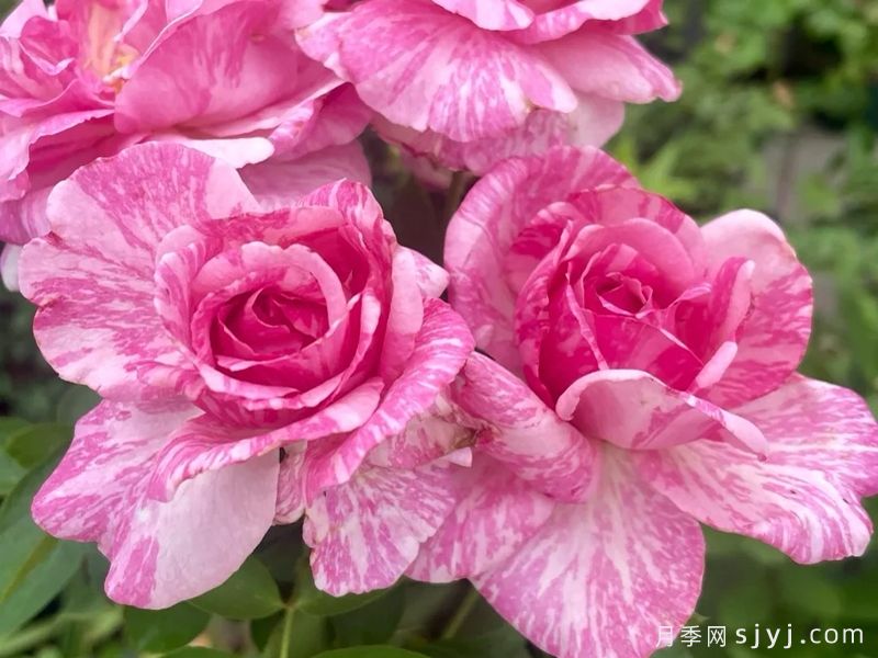 伊芙飞溅月季Yve Splash(图3)