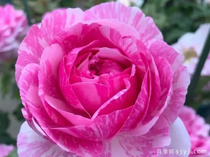 伊芙飞溅月季Yve Splash(图4)