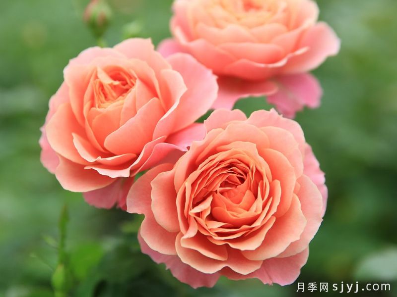 假日阳台月季Fiesta Terrazza(图2)
