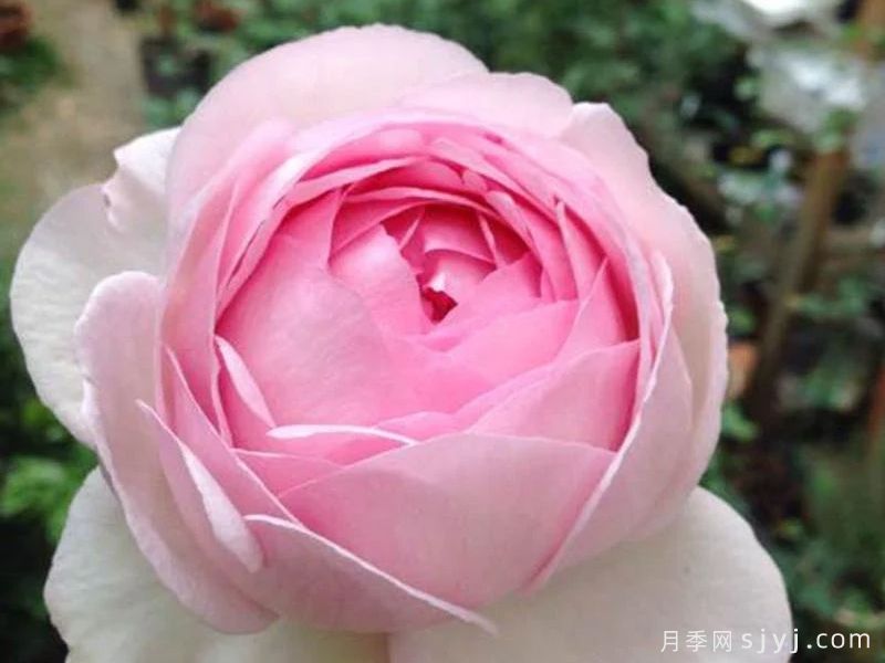 伊芙四号月季/四度芳香月季Yves No4(图2)