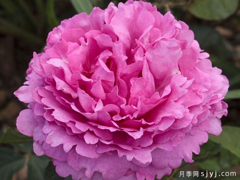 伊芙伯爵月季/皮亚格特Yves Piaget(图1) 伊芙伯爵月季/皮亚格特Yves Piaget(图1)