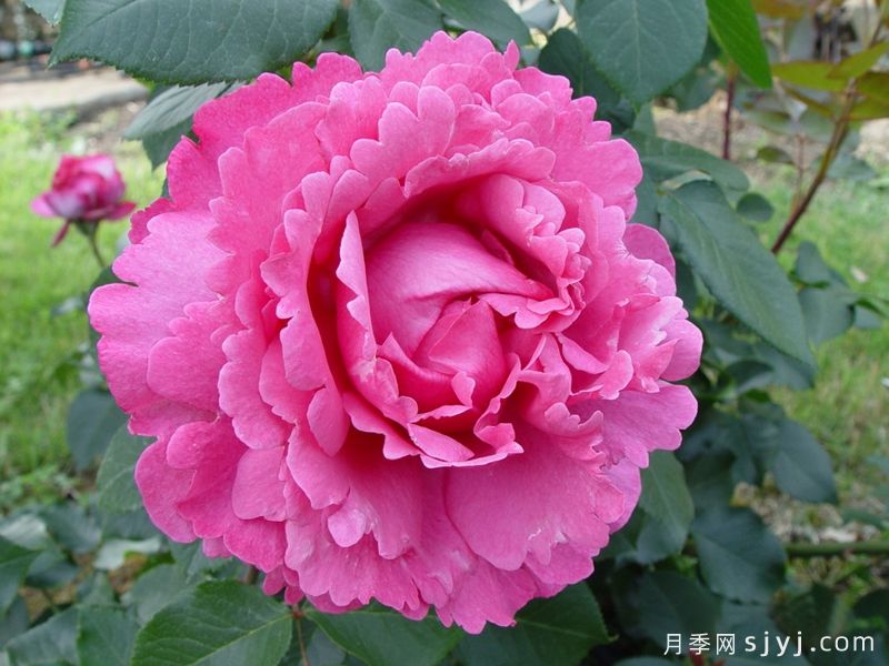 伊芙伯爵月季/皮亚格特Yves Piaget(图2) 伊芙伯爵月季/皮亚格特Yves Piaget(图2)