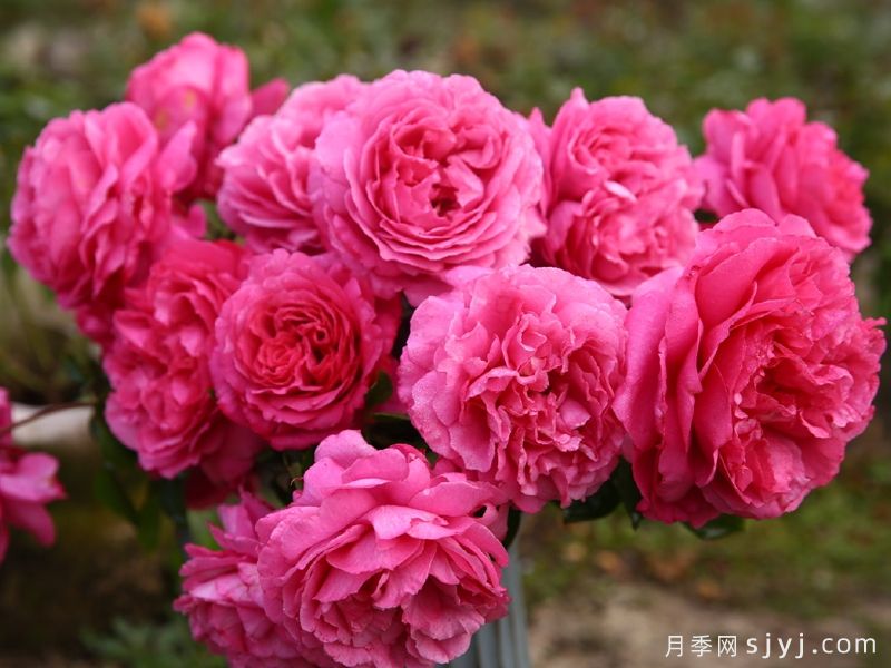 伊芙伯爵月季/皮亚格特Yves Piaget(图4) 伊芙伯爵月季/皮亚格特Yves Piaget(图4)