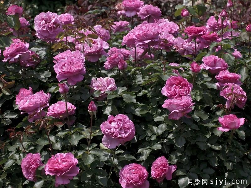 伊芙伯爵月季/皮亚格特Yves Piaget(图5) 伊芙伯爵月季/皮亚格特Yves Piaget(图5)