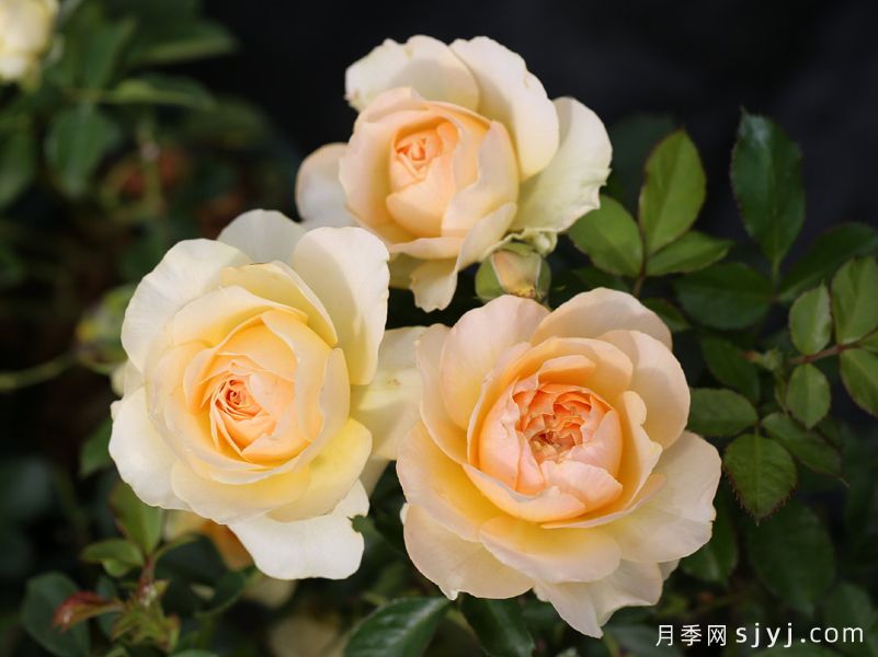 木星王阳台月季King Terrazza Jupiter(图2)