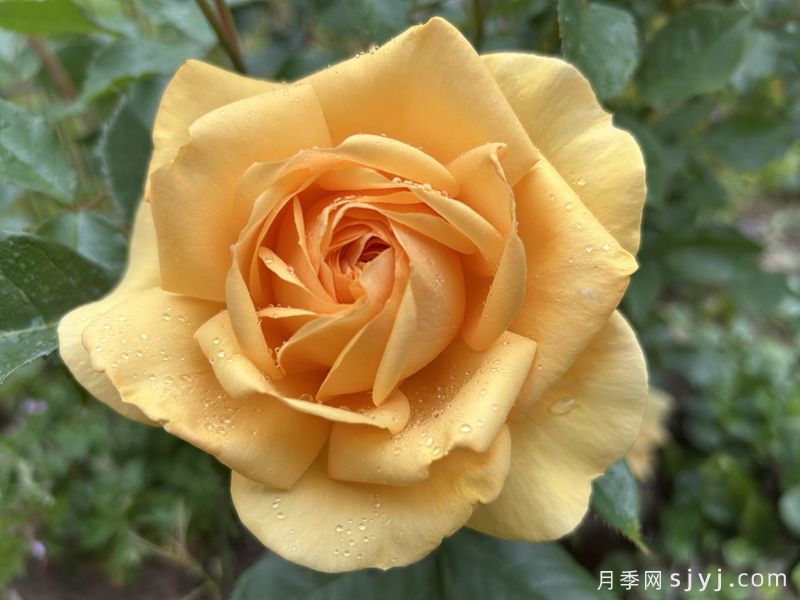 金发美女月季/南非月季Golden Beauty(图4) 金发美女月季/南非月季Golden Beauty(图4)