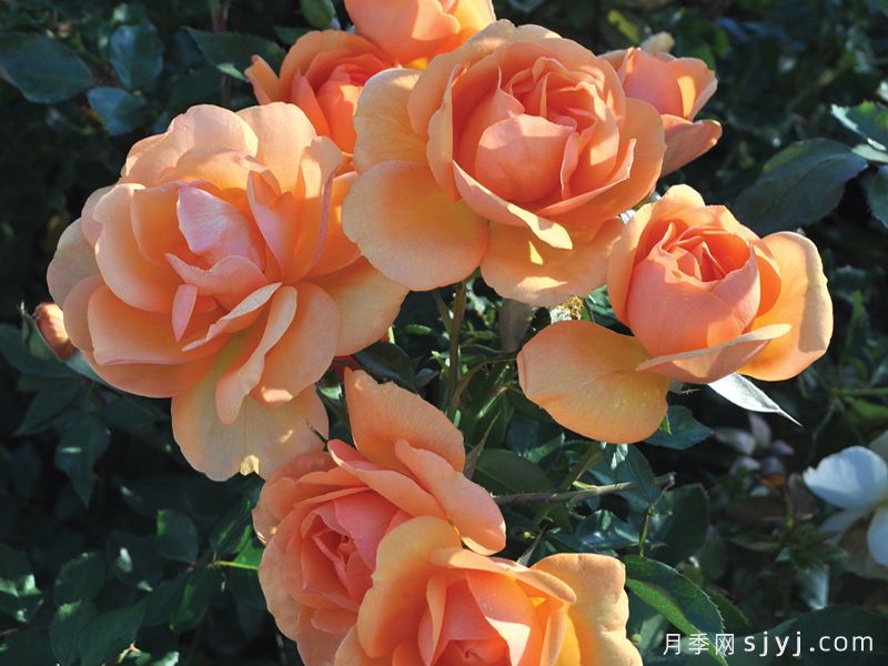 金发美女月季/南非月季Golden Beauty(图3) 金发美女月季/南非月季Golden Beauty(图3)