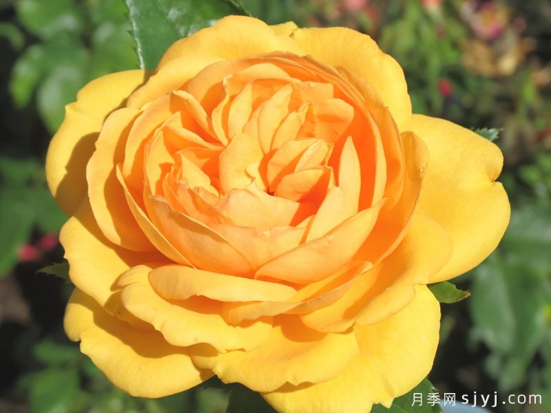 金发美女月季/南非月季Golden Beauty(图2) 金发美女月季/南非月季Golden Beauty(图2)