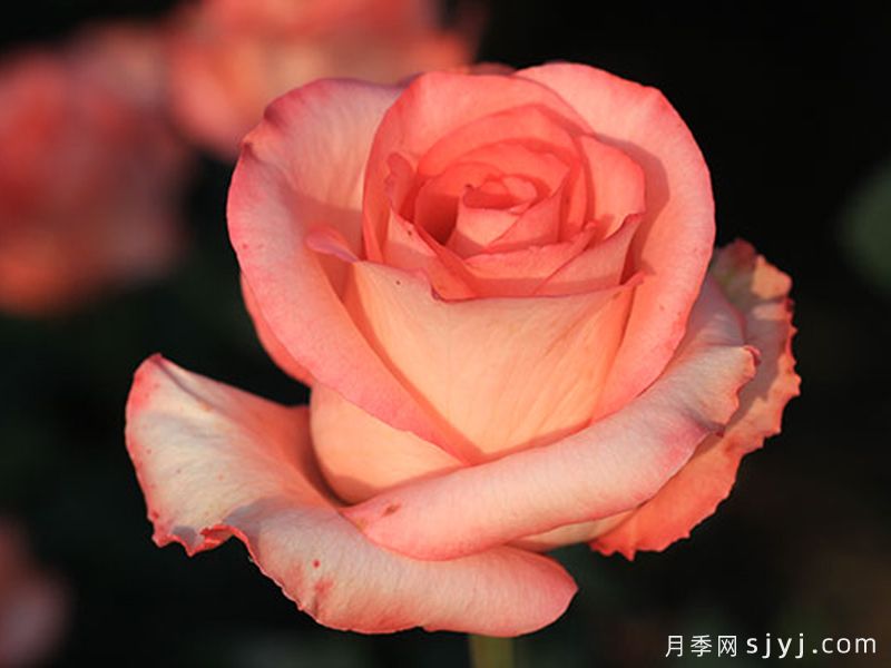 燕妮月季Yanni(图1)