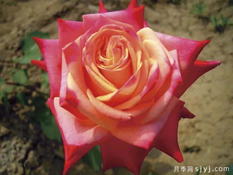 哈雷彗星月季(图1)