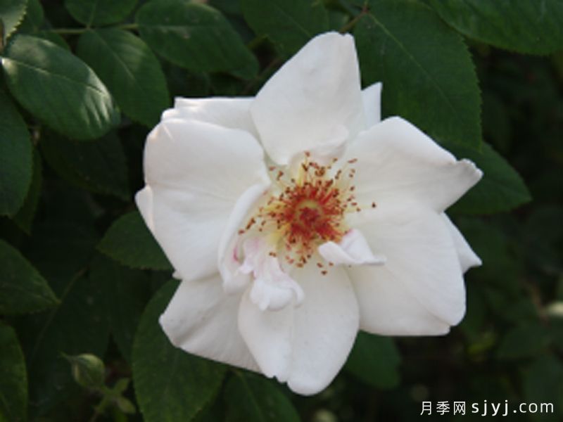 天山白雪月季(图1)