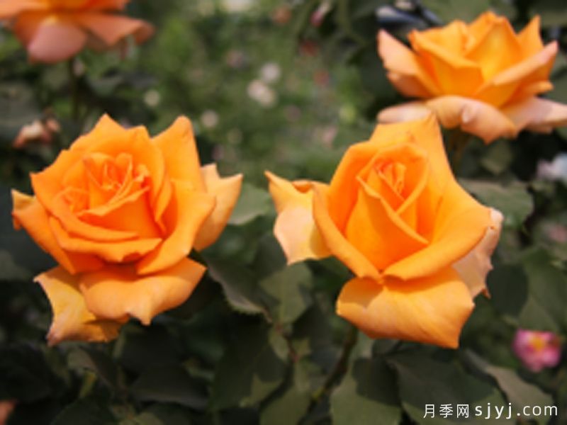 凤凰之光月季(图1)