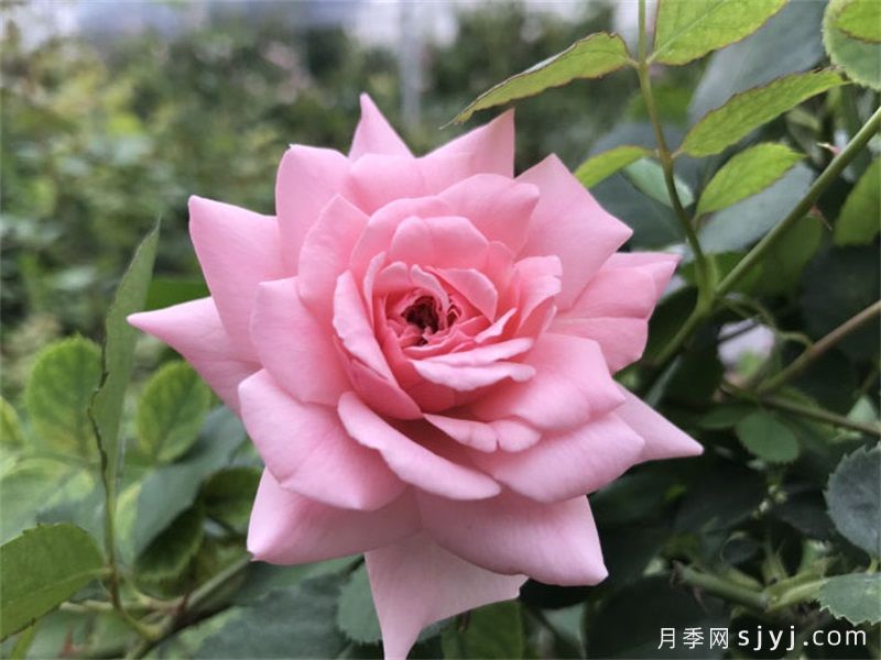 粉色回忆月季(图1)