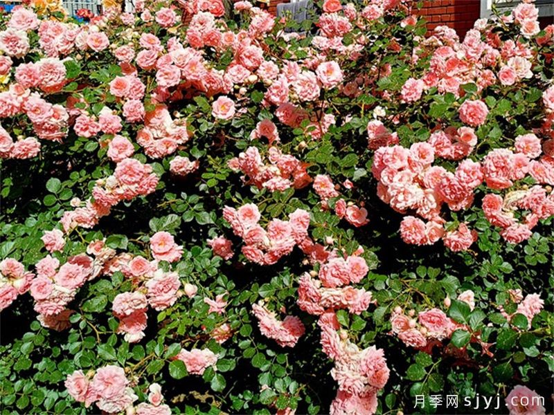 粉色回忆月季(图2)