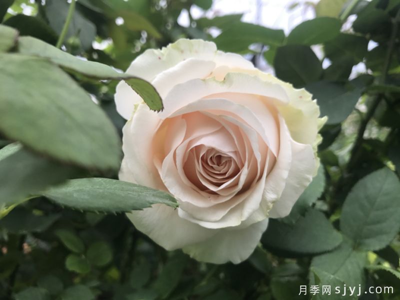 乳酪蛋糕月季(图2)