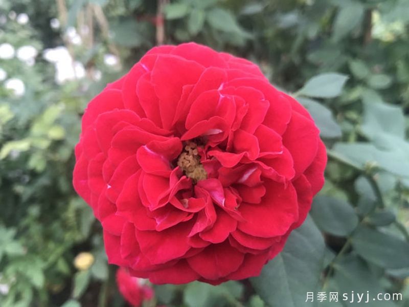 红尘之恋月季(图1)