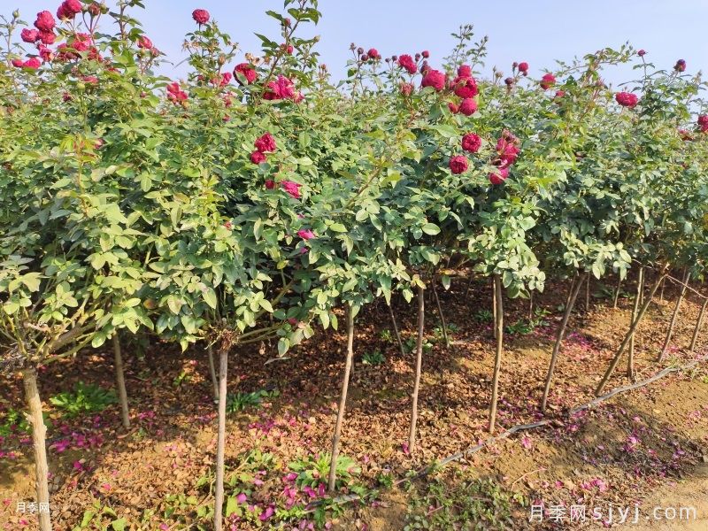 3千棵棒棒糖月季和3公分月季树为湖州安吉县增添美景(图1) 3千棵棒棒糖月季和3公分月季树为湖州安吉县增添美景(图1)