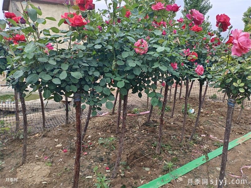 3千棵棒棒糖月季和3公分月季树为湖州安吉县增添美景(图3) 3千棵棒棒糖月季和3公分月季树为湖州安吉县增添美景(图3)
