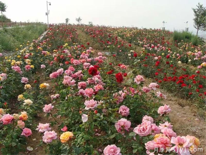 月季园:北京密云蔡家洼玫瑰情园(图3) 月季园:北京密云蔡家洼玫瑰情园(图3)