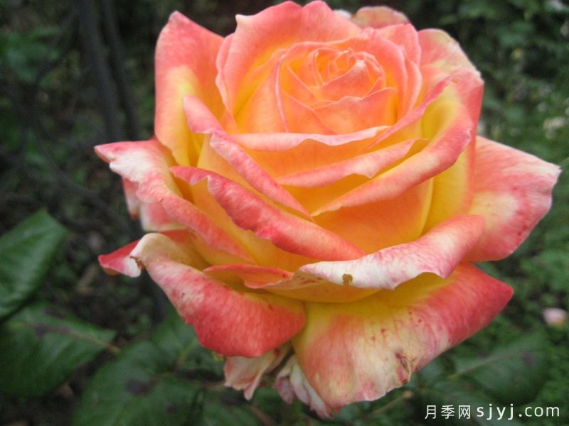 芬芳和平月季Fragrant Peace(图1) 芬芳和平月季Fragrant Peace(图1)