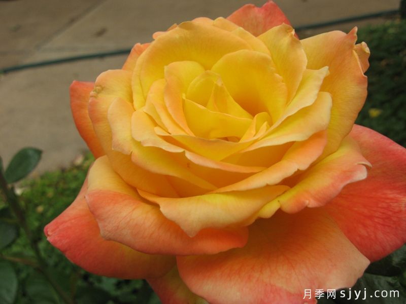 芬芳和平月季Fragrant Peace(图2) 芬芳和平月季Fragrant Peace(图2)