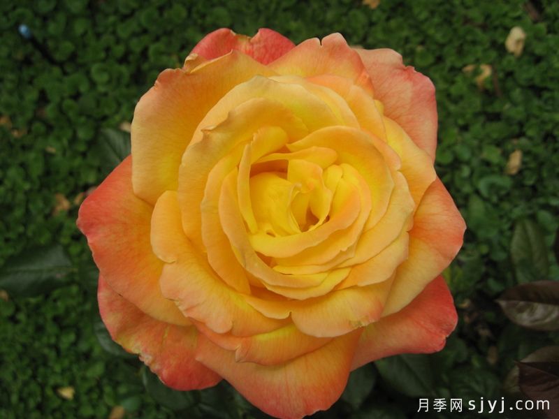 芬芳和平月季Fragrant Peace(图3) 芬芳和平月季Fragrant Peace(图3)