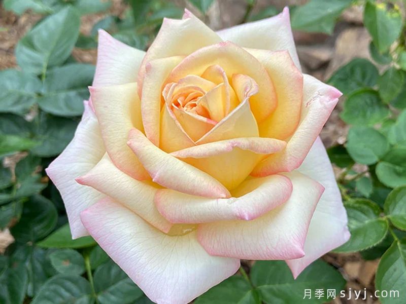 和平月季/黄和平月季Yellow Peace(图1) 和平月季/黄和平月季Yellow Peace(图1)