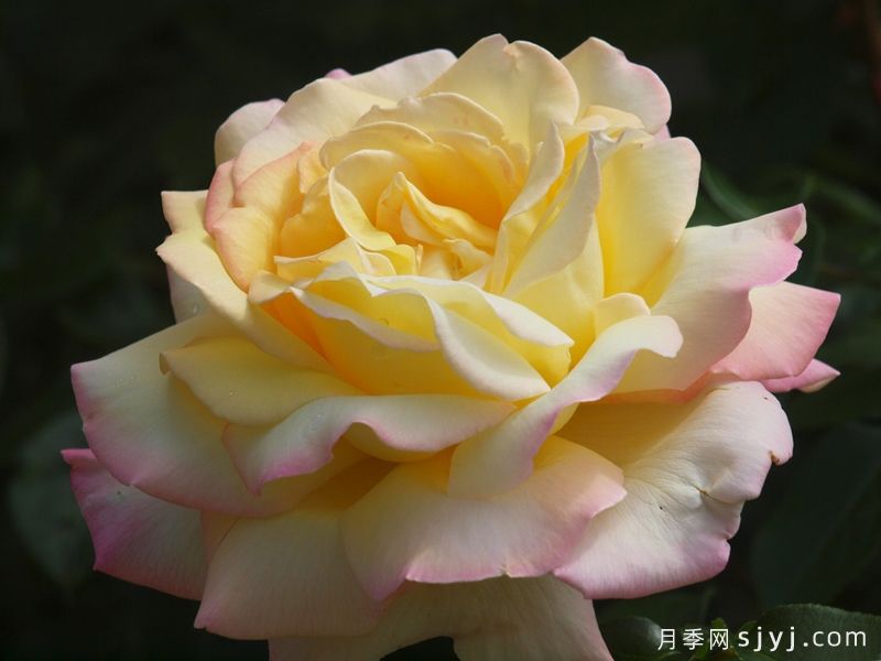 和平月季/黄和平月季Yellow Peace(图2) 和平月季/黄和平月季Yellow Peace(图2)