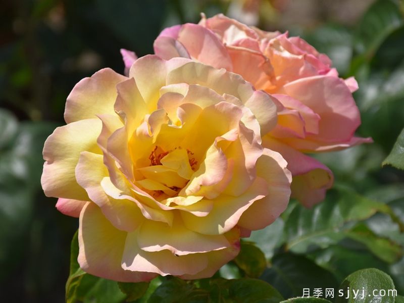和平月季/黄和平月季Yellow Peace(图3) 和平月季/黄和平月季Yellow Peace(图4)