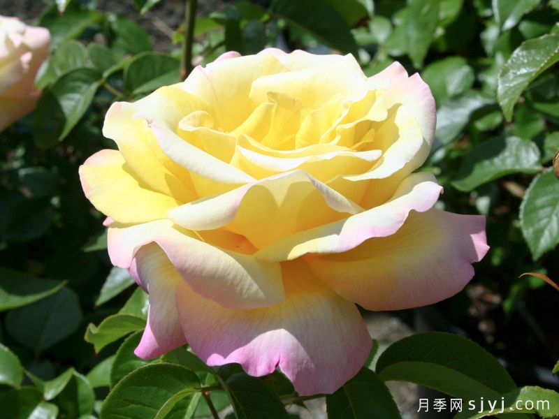 和平月季/黄和平月季Yellow Peace(图4) 和平月季/黄和平月季Yellow Peace(图5)