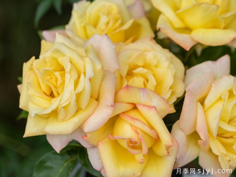 和平月季/黄和平月季Yellow Peace(图6) 和平月季/黄和平月季Yellow Peace(图6)