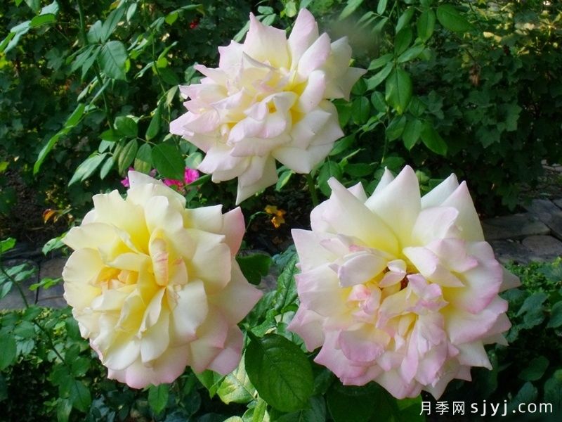 和平月季/黄和平月季Yellow Peace(图7) 和平月季/黄和平月季Yellow Peace(图7)