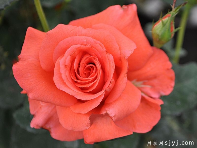 月季夫人月季/玫瑰夫人Lady Rose(图1)