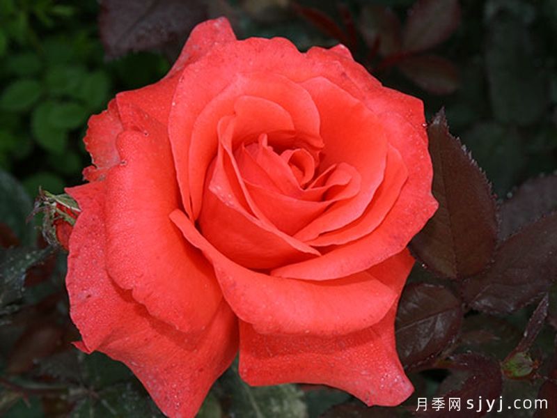 月季夫人月季/玫瑰夫人Lady Rose(图2)
