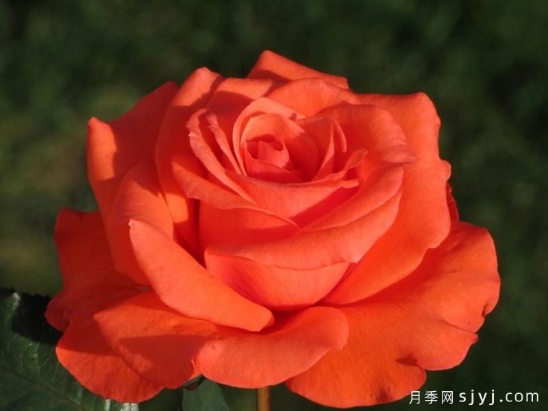 月季夫人月季/玫瑰夫人Lady Rose(图3)